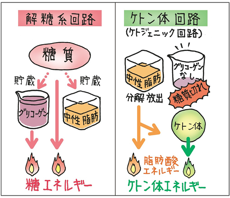 ケトーシスの仕組み