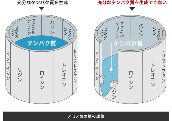 アミノ酸スコアの説明