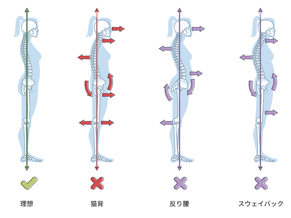 骨格の図