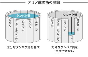 アミノ酸スコアの図説