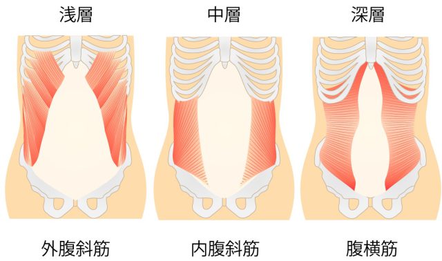 筋肉の図