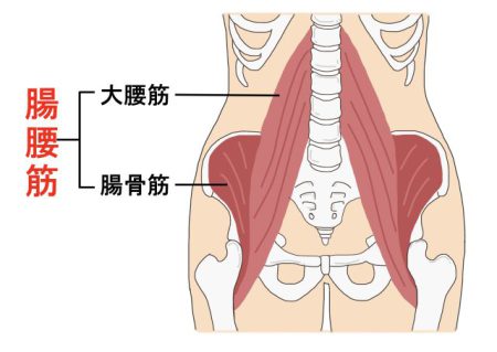 筋肉の図