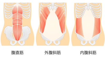 筋肉の図