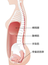 筋肉の図