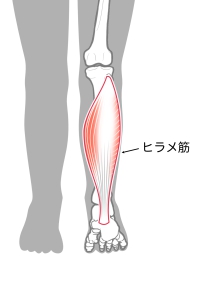 ひらめ筋