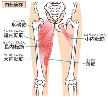 内転筋