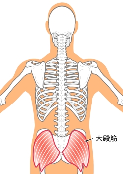 大殿筋
