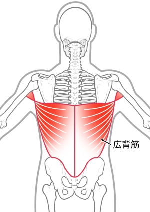 広背筋