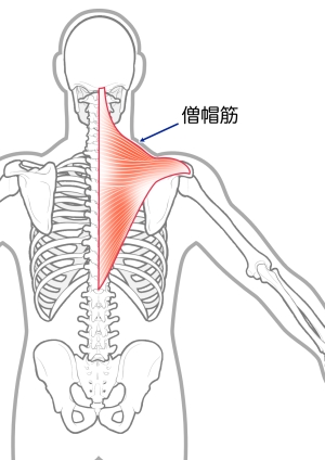 僧帽筋
