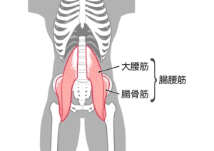 腸腰筋