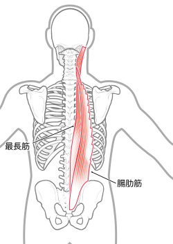 背中の筋肉