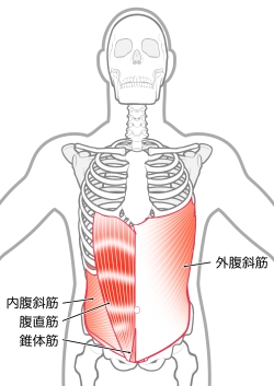 お腹の筋肉