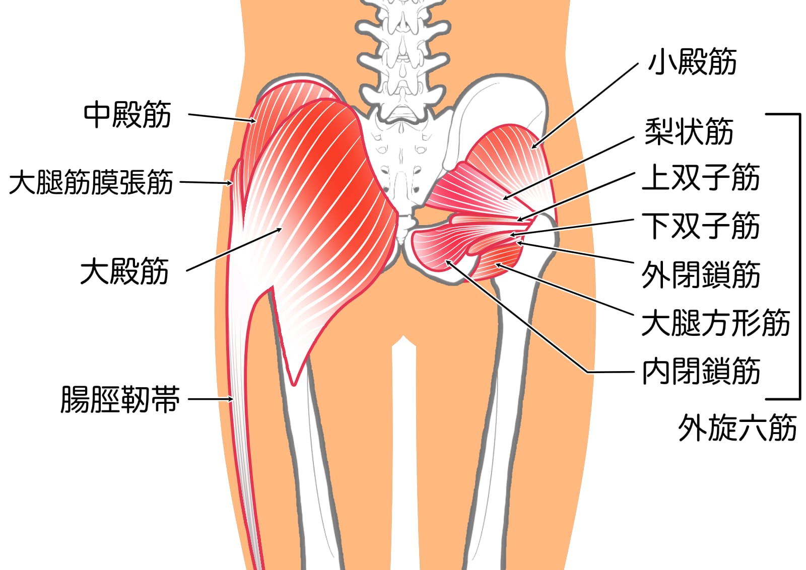 大殿筋のイラスト