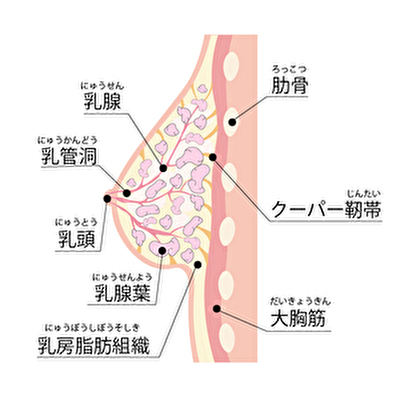 バストの構造