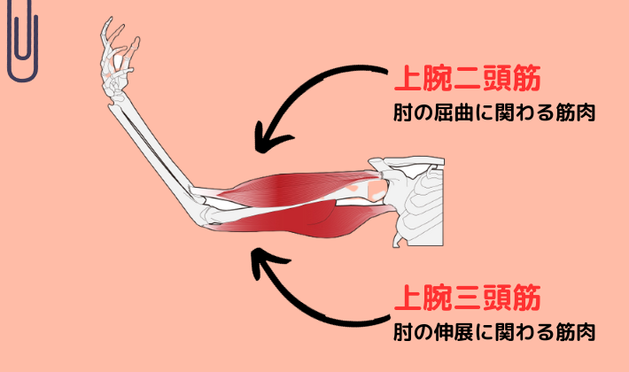 二の腕の図解