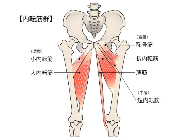 内転筋