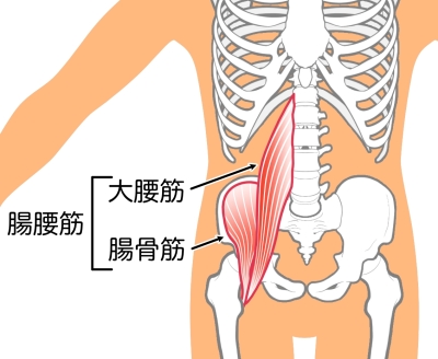 腸腰筋