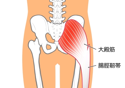 大殿筋