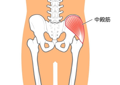 中殿筋