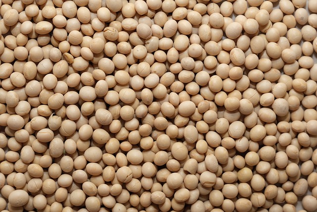 大量の大豆