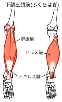 ふくらはぎの筋肉