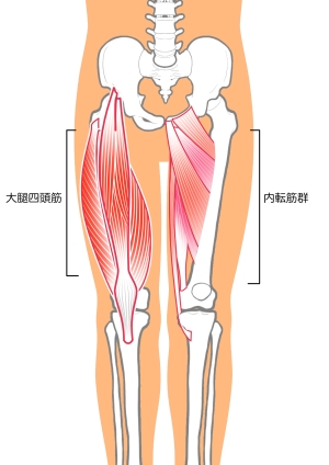 大腿四頭筋